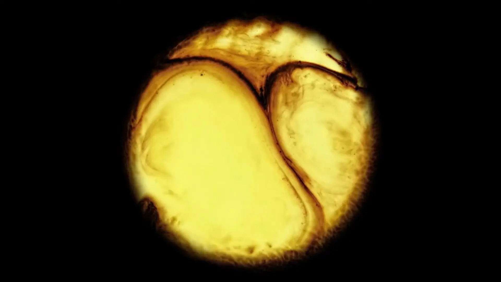 Petri 01